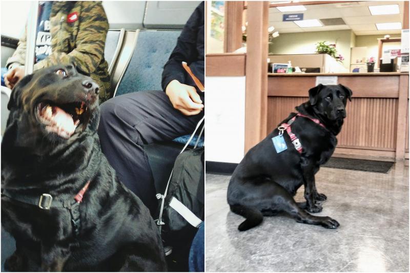 Ð¤Ð¾ÑÐ¾ - "Eclipse Seattleâs Bus Riding Dog" Ð² facebook