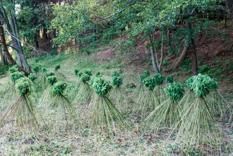 Land Art Camp Belarus 2017. Ð&nbsp;Ð°Ð±Ð¾ÑÐ° Ñ ÐºÑÐ°Ð¿Ð¸Ð²Ð¾Ð¹ Â«ÐÑÑÐ¸ Ð»ÐµÑÐ°Â», ÐºÐ¾ÑÐ¾ÑÐ°Ñ Ð¿ÑÐ¾Ð´Ð¾Ð»Ð¶Ð°Ð»Ð° ÑÐ²Ð¾Ð¹ ÑÐ¾ÑÑ. ÐÐ²ÑÐ¾ÑÑ: ÐÐ°ÑÐ°Ð»ÑÑ ÐÐ¾Ð»Ðº Ð¸ ÐÐ½Ð½Ð° Ð¤Ð¸ÑÐ½ÐµÑ, ÐÐµÐ»Ð°ÑÑÑÑ