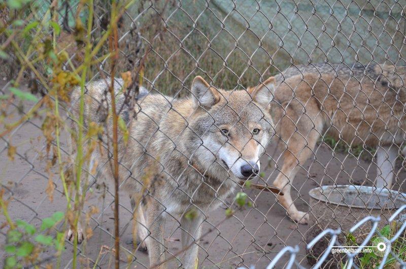 ÐÐ°ÑÐºÑ ÑÑÐ¼'Ñ ÐÐ¼ÑÑÐµÑÐ° Ñ ÐÐ½Ð°ÑÑÐ°ÑÑÑ Ð¨Ð°Ð¼Ð¾Ð²ÑÑÐ°Ñ, ÑÑÐ¾ Ð¶ÑÐ²Ðµ Ð»Ñ Ð·Ð°ÐºÐ°Ð·Ð½ÑÐºÐ° Ð½Ð° Ð°Ð³ÑÐ°ÑÑÐ´Ð·ÑÐ±Ðµ
