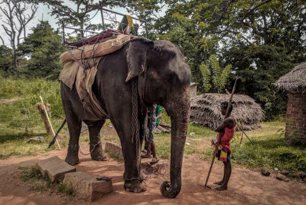 Ð¤Ð¾ÑÐ¾ - Moving Animals