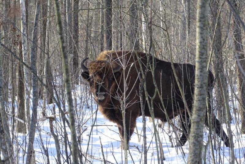 ÐÐ²ÑÐ¾Ð¿ÐµÐ¹ÑÐºÐ¸Ð¹ Ð·ÑÐ±Ñ. Ð¤Ð¾ÑÐ¾ - ÐÐ°Ð»ÐµÑÐ¸Ð¹ ÐÐ¾Ð¼Ð±ÑÐ¾Ð²ÑÐºÐ¸Ð¹