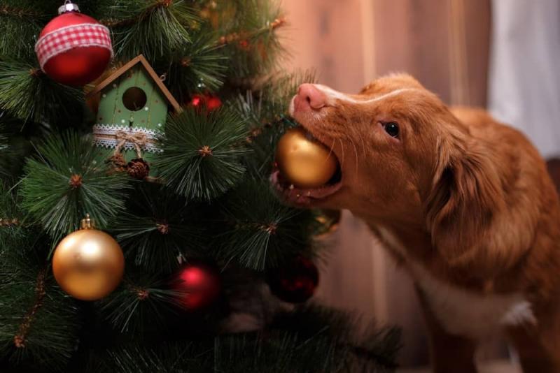 âââââââwww.dogingtonpost.com