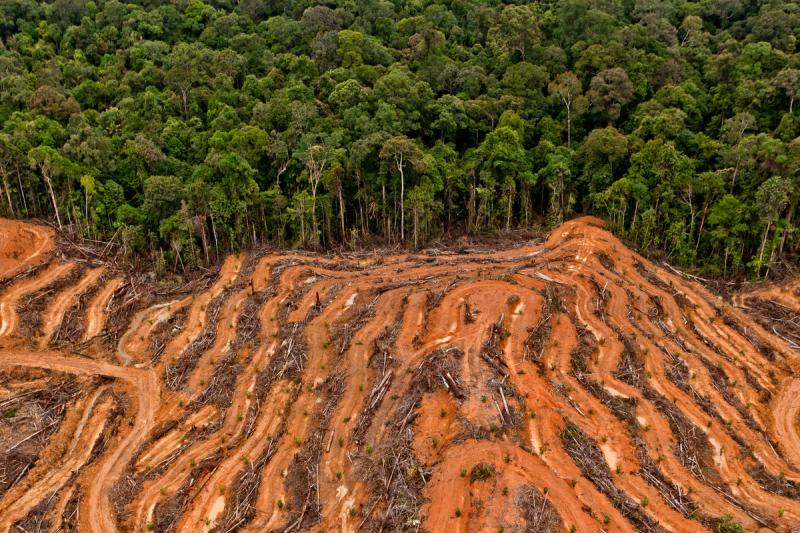  greenpeace.org