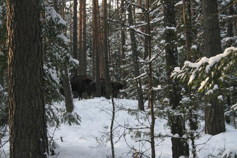 Ð¡Ð½Ð¸Ð¼ÐºÐ¸ ÑÐ¾ÑÐ¾Ð»Ð¾Ð²ÑÑÐºÐ¸