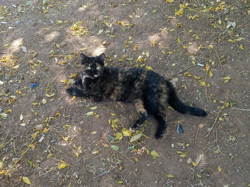 ÐÐ¾Ñ, Ð¾ÑÐ´ÑÑÐ°ÑÑÐ¸Ð¹ Ð² ÑÐµÐ½Ð¸ Ð¾ÐºÐ¾Ð»Ð¾ Ð&nbsp;Ð¸Ð¼ÑÐºÐ¾Ð³Ð¾ Ð°Ð¼ÑÐ¸ÑÐµÐ°ÑÑÐ°