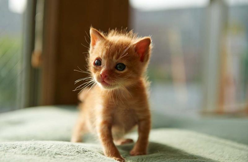  aroundpet.ru