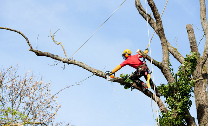 Ð¤Ð¾ÑÐ¾ ÑÐ°Ð¹ÑÐ° arborist.by