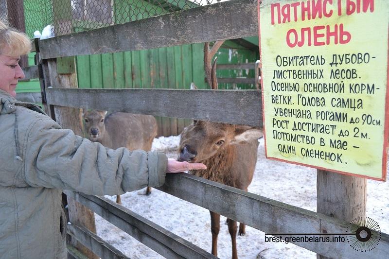 ÐÐ°ÑÐ°Ð»ÑÑ Ð¢ÐºÐ°ÑÑÐ²Ð° ÐºÐ¾ÑÐ¼Ð¸Ñ Ð¾Ð»ÐµÐ½ÐµÐ¹ ÑÐµÐ¼ÐµÑÐºÐ°Ð¼Ð¸