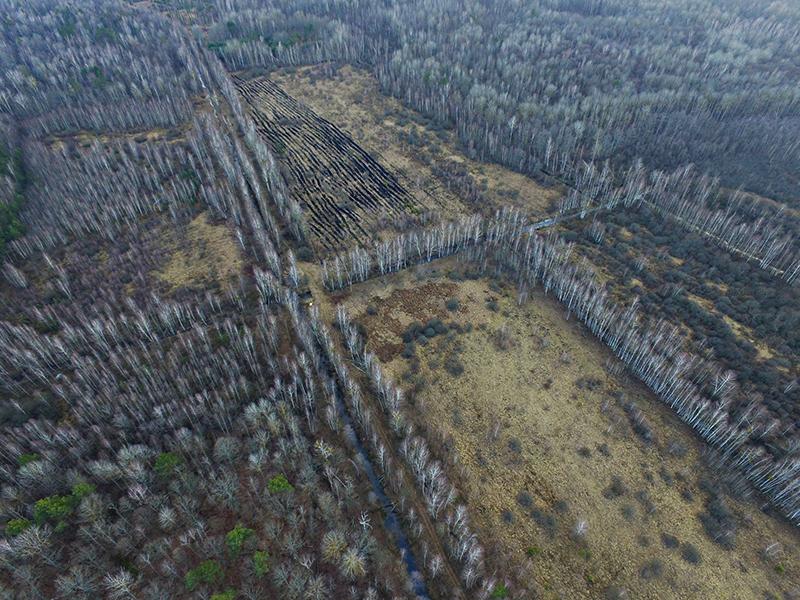 ÐÑÑÑÐµÐ½Ð½ÑÐµ ÐºÐ»ÐµÑÐºÐ¸ Ð±ÑÐ²ÑÐµÐ³Ð¾ Ð±Ð¾Ð»Ð¾ÑÐ° ÑÑÐ¾ÑÑ ÑÑÑÐ¸Ð¼Ð¸. ÐÐ° ÑÐ°ÐºÐ¸Ñ ÑÐµÑÑÐ¸ÑÐ¾ÑÐ¸ÑÑ Ð¿Ð¾Ð¶Ð°Ñ ÑÐ°ÑÑÐ¾ ÑÐ°Ð·Ð²Ð¸Ð²Ð°ÐµÑÑÑ Ð² ÑÐ¾ÑÑÑÐ½Ð¾Ð¹ Ð¸ Ð¼Ð¾Ð¶ÐµÑ Ð¿ÑÐ¾Ð´Ð¾Ð»Ð¶Ð°ÑÑÑÑ Ð½ÐµÐ´ÐµÐ»ÑÐ¼Ð¸. Ð¤Ð¾ÑÐ¾ Ð. ÐÐµÐ»Ð¾ÑÐºÐ¾Ð³Ð¾