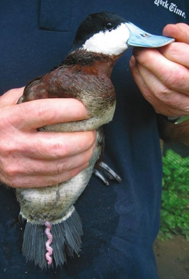 ÐÐ°ÑÐ°Ñ Ð°Ð¼ÐµÑÑÐºÐ°Ð½ÑÐºÐ°Ð¹ ÑÐ°ÑÐºÑ Ñ ÑÐ»ÑÐ±Ð½ÑÐ¼ ÑÐ±Ð¾ÑÑ Ð· Ð²ÑÑÑÐ½ÑÑÑÐ¼ Ð¿ÐµÐ½ÑÑÐ°Ð¼. Ð¤Ð¾ÑÐ° - nature.com
