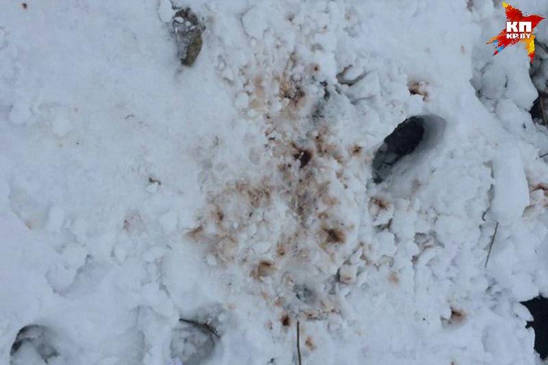 ÐÐµÑÐµÑÑÐ²Ð¾, ÐºÐ¾ÑÐ¾ÑÐ¾Ðµ Ð¿Ð¾Ð½ÑÑÐ°Ð»Ð° Ð¸ Ð»Ð¸Ð·Ð½ÑÐ»Ð° ÑÐ¾Ð±Ð°ÐºÐ°, ÑÐ°Ð·Ð±ÑÐ¾ÑÐ°Ð½Ð¾ ÐµÑÑ Ð² Ð½ÐµÑÐºÐ¾Ð»ÑÐºÐ¸Ñ Ð¼ÐµÑÑÐ°Ñ Ð¿ÑÑÑÑÑÑ