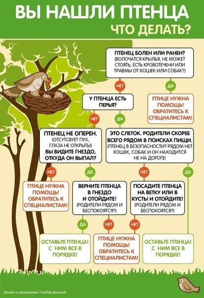 ptushki.org