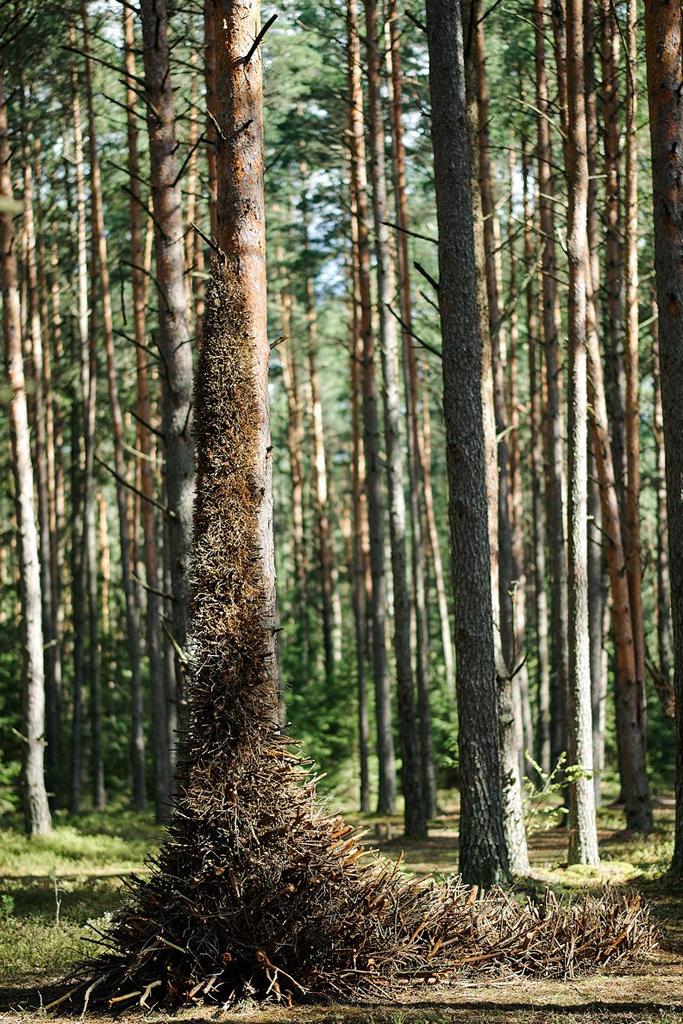 Land Art Camp Belarus 2016. ÐÐ½Ð½Ð° ÐÐµÑÑÐ´Ð¾Ð²Ð°, ÐÐ»ÐµÐ½Ð° ÐÐµÑÐµÑÐµÐ»ÑÐ½Ð¸ÐºÐ¾Ð²Ð°, Ð&nbsp;Ð¾ÑÑÐ¸Ñ