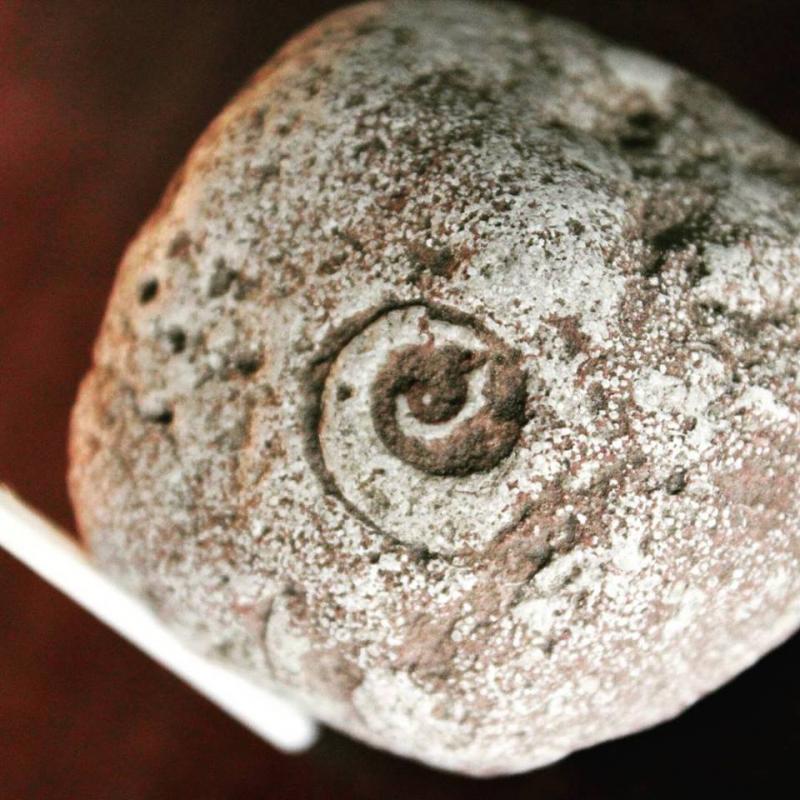 Ð£Ð½ÑÑÑÐ°Ð½ÑÐ½Ñ Ð°Ð´Ð±ÑÑÐ°Ðº Ð¼Ð°Ð»ÑÑÐºÐ° Ð· ÐºÐ»Ð°ÑÑ Gastropoda. Ð£Ð·ÑÐ¾ÑÑ ÑÑÑÑÑÐ¹ Ð·Ð° ÑÑÑ - Ð²ÐµÑÑÐ½Ñ Ð°ÑÐ´Ð¾Ð²ÑÐº. ÐÐ½Ð°ÑÐ¾Ð´ÐºÐ° Ð· ÐºÐ°Ð»ÐµÐºÑÑÑ ÐÐ¼ÑÑÐµÑÐ° ÐÐ°Ð¼Ð°ÑÐ°Ð´Ð°