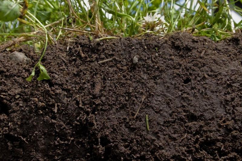  botanichka.ru