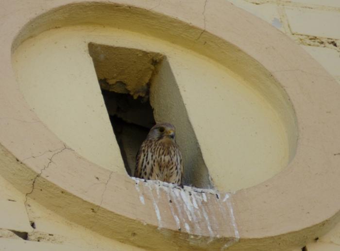 ÐÐ½ÐµÐ·Ð´Ð¾ Ð¿ÑÑÑÐµÐ»ÑÐ³Ð¸ Ð² Ð¶Ð¸Ð»Ð¾Ð¼ Ð´Ð¾Ð¼Ðµ Ð½Ð° ÐÐµÐ²ÑÑÐ¾Ð²ÐºÐµ, ÑÐ¾ÑÐ¾ ÐÐ¼Ð¸ÑÑÐ¸Ñ ÐÐ¸Ð½ÑÐµÐ²ÑÐºÐ¾Ð³Ð¾, birdwatch.by