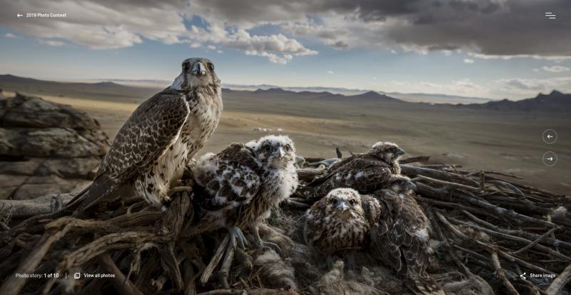 Brent Stirton