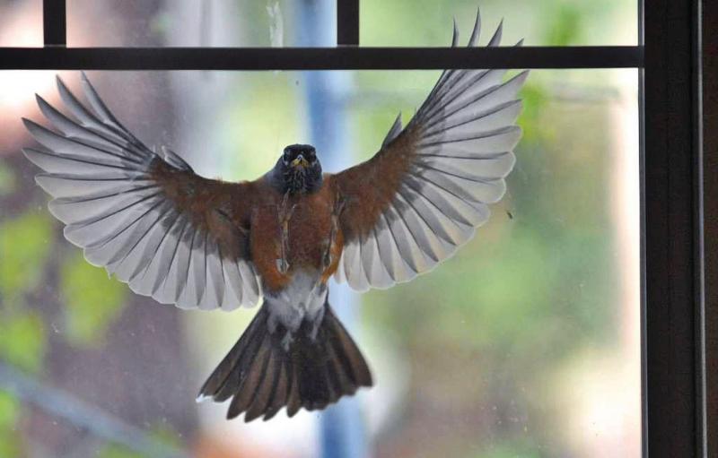  berkshireeagle.com