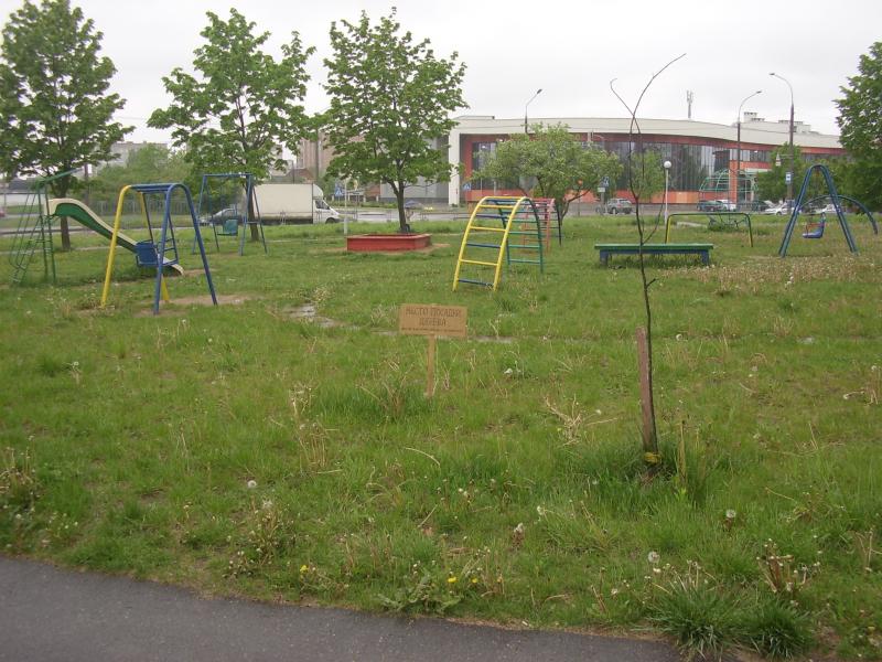 ÐÑÑÑ Ð¼Ð¾Ð¶ÐµÑ Ð² ÑÐµÐ½ÑÑÐ±ÑÐµ Ð²Ð¾Ð·Ð»Ðµ Ð´Ð¾Ð¼Ð° Ð¿Ð¾ ÑÐ». ÐÐµÑÐ°ÑÐ¸Ð¼ÐµÐ½ÐºÐ¾, 42 Ð½Ð° Ð¼ÐµÑÑÐµ Ð½ÐµÐ¿ÑÐ¸ÑÑÐ·Ð°ÑÐµÐ»ÑÐ½Ð¾Ð¹ ÑÐ°Ð±Ð»Ð¸ÑÐºÐ¸ Ð¿Ð¾ÑÐ²Ð¸ÑÑÑ Ð½Ð¾Ð²Ð¾Ðµ Ð·Ð´Ð¾ÑÐ¾Ð²Ð¾Ðµ Ð¸ ÐºÑÐ°ÑÐ¸Ð²Ð¾Ðµ Ð´ÐµÑÐµÐ²Ð¾ Ð²Ð¼ÐµÑÑÐ¾ Ð·Ð°ÑÐ¾ÑÑÐµÐ³Ð¾ Ð¿ÑÑÑÐ¸ÐºÐ° ÑÐ¿ÑÐ°Ð²Ð°