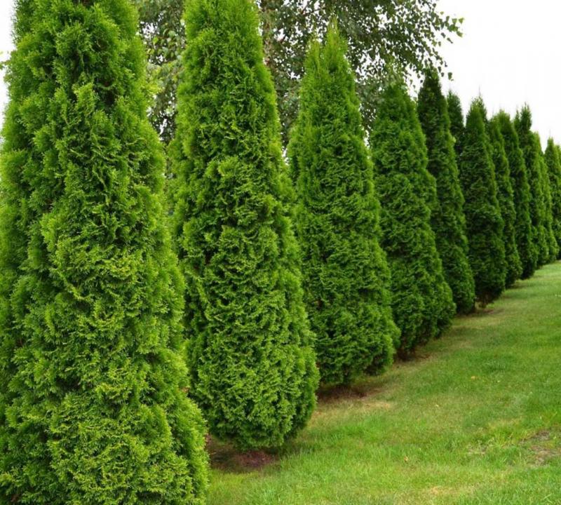  baltiya-garden.ru