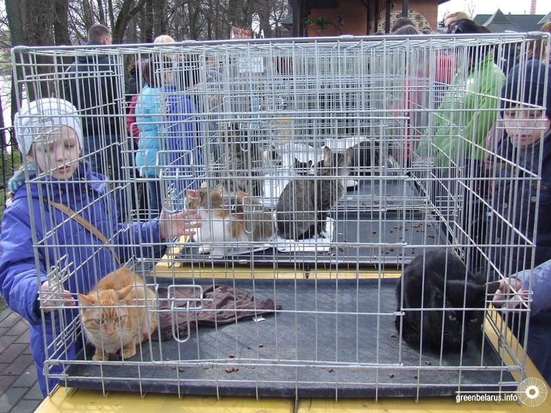 ÐÐ¾ Ð²ÑÐµÐ¼Ñ Ð¾Ð´Ð½Ð¾Ð¹ Ð¸Ð· Ð°ÐºÑÐ¸Ð¹ Ð¿Ð¾ Ð¿ÑÐ¸ÑÑÑÐ¾Ð¹ÑÑÐ²Ñ Ð¶Ð¸Ð²Ð¾ÑÐ½ÑÑ Ð¿ÑÐ¸ÑÑÐ°
