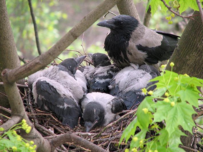 Ð¤Ð¾ÑÐ¾ birdsearth.ru