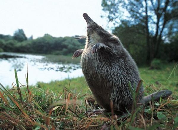 animalworld.com.ua