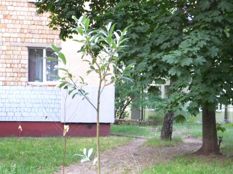 Ð­ÑÐ° Ð¸Ð²Ð° Ð¿Ð¾ÑÐ²Ð¸Ð»Ð°ÑÑ Ð²Ð¾Ð·Ð»Ðµ ÐÑÐ³Ð°ÑÐµÐ²ÑÐºÐ¾Ð¹, 24 Ð½Ð° Ð¿ÑÐ¾ÑÐ»Ð¾Ð¹ Ð½ÐµÐ´ÐµÐ»Ðµ, ÑÐ¾ÑÑ Ð² Ð¸ÑÐ½Ðµ Ð²ÑÑÐ°Ð¶Ð¸Ð²Ð°ÑÑ Ð´ÐµÑÐµÐ²ÑÑ Ð½Ðµ ÑÐµÐºÐ¾Ð¼ÐµÐ½Ð´ÑÐµÑÑÑ. ÐÑÑÐ°ÐµÑÑÑ ÑÐ¾Ð»ÑÐºÐ¾ Ð´ÐµÑÐ¶Ð°ÑÑ Ð¿Ð°Ð»ÑÑÑ ÑÐºÑÐµÑÐµÐ½Ð½ÑÐ¼Ð¸, ÑÑÐ¾Ð±Ñ Ð´ÐµÑÐµÐ²Ð¾ Ð¿ÑÐ¸Ð¶Ð¸Ð»Ð¾ÑÑ.