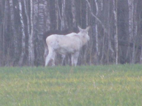 ÐÐµÐ»Ð°Ñ Ð»Ð¾ÑÐ¸ÑÐ° Ð¶Ð¸Ð²ÐµÑ Ð² ÑÑÐ°Ðµ Ð² ÐÑÑÑÐ¾Ð²ÐµÑÐºÐ¾Ð¼ Ð»ÐµÑÑÐ¾Ð·Ðµ