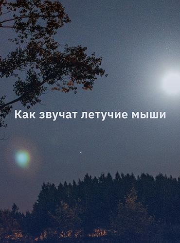 Как звучат летучие мыши